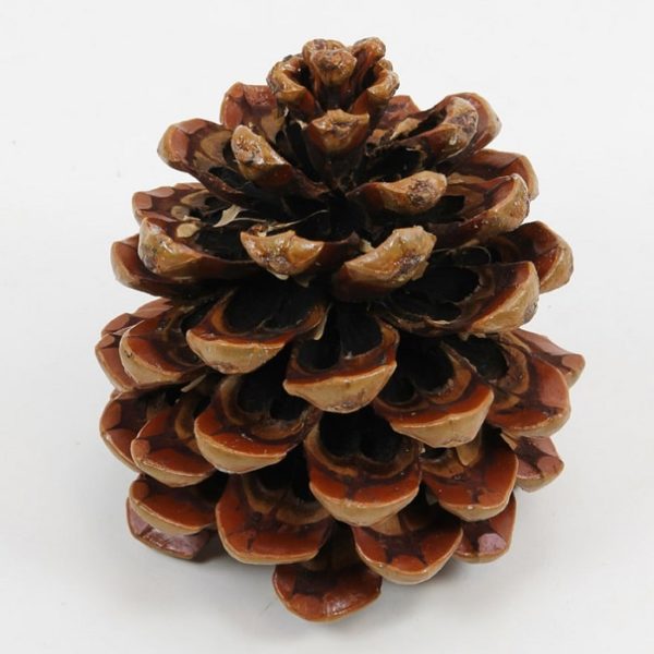 Alba Pine