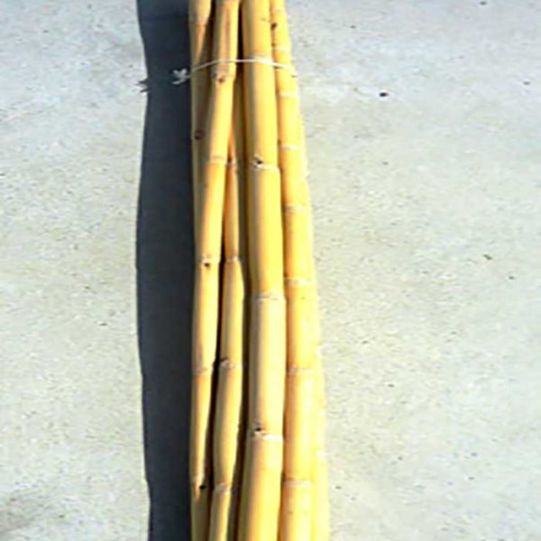 Alba Pine