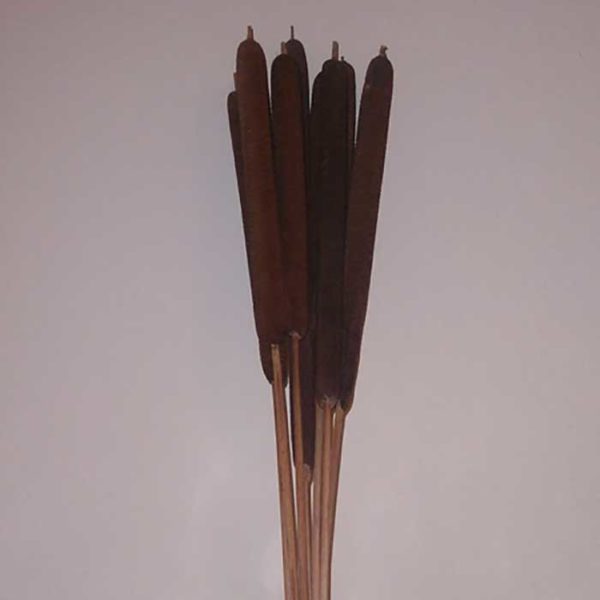 Alba Pine
